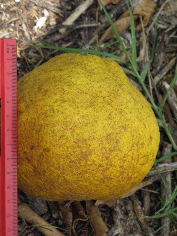            Fruit (Winter Haven, FL)   